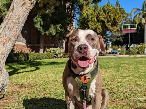 Rico the dog, sitting outside and smiling